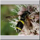 Chrysotoxum bicinctum - Zweiband-Wespenschwebfliege w10 hsk.jpg